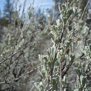 Big sagebrush. Photo: Land Trust.