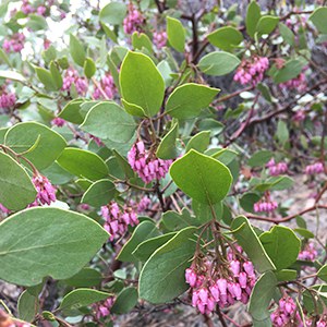 Green manzanita. Photo: Land Trust.