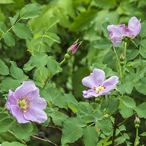 Woods' rose. Photo: M.A. Willson.