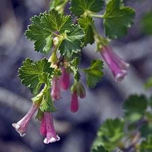 Wax currant. Photo: M.A. Willson.