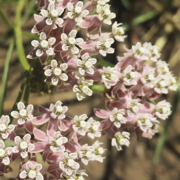 Narrowleaf milkweed. Photo: Land Trust.