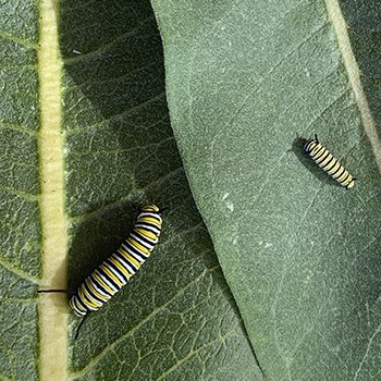 Milkweed leaves provide food for monarch caterpillars. Photo: Land Trust.