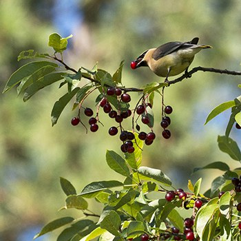 A cedar waxwing eats berries. Photo: Kris Kristovich.