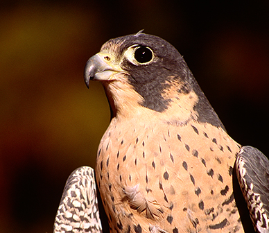 Peregrine falcon. Photo: Alan St. John.