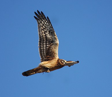 Northern harrier. Photo: Jake Schas.