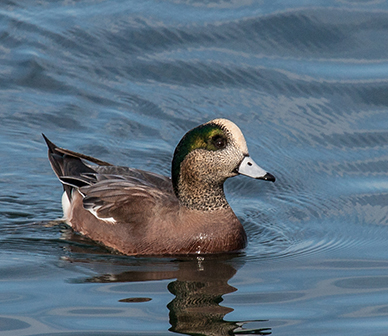 American wigeon. Photo: Kris Kristovich