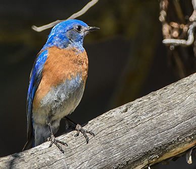 Western bluebird. Photo: Kris Kristovich.