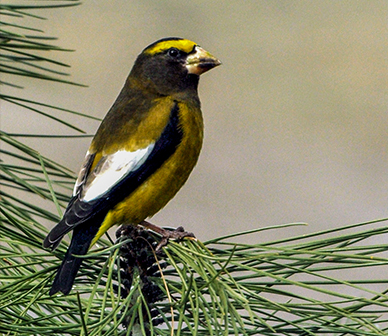 Evening grosbeak. Photo: Kris Kristovich.