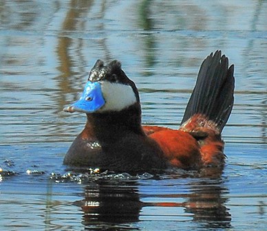 Ruddy duck. Photo: Kris Kristovich.