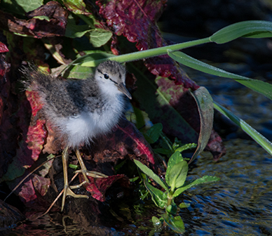 Spotted sandpiper. Photo: Kris Kristovich.