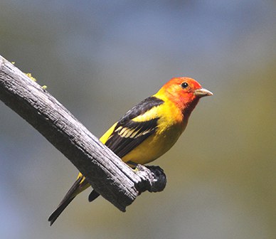 Western tanager. Photo: Kris Kristovich.