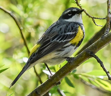 Yellow rumped warbler. Photo: Kris Kristovich.