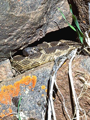 Northern Pacific rattlesnake warming in the sun. Photo: Alan St. John.