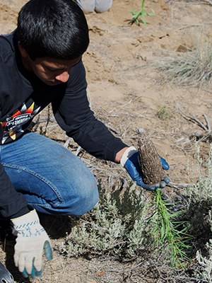 Volunteer with the Land Trust to care for and plant native plants. Photo: Land Trust.