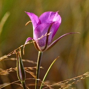 A sagebrush mariposa lily. Photo: Alan St. John. 