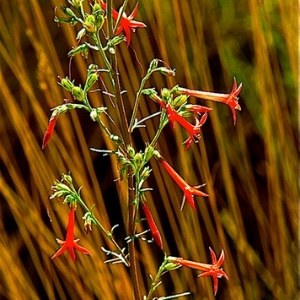 Scarlet gilia. Photo: Alan St. John.