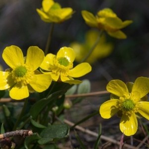 Sagebrush buttercups at Whychus Canyon Preserve. Photo: Gary Miller.