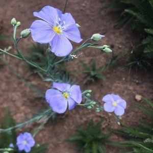 Western blue flax in bloom at Camp Polk Meadow Preserve. Photo: Land Trust.