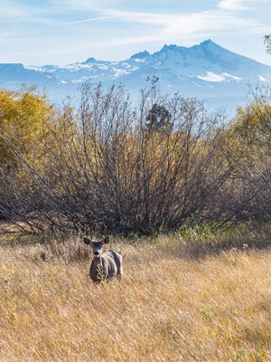 A deer browses at Indian Ford Meadow Preserve. Photo: Tim Cotter.