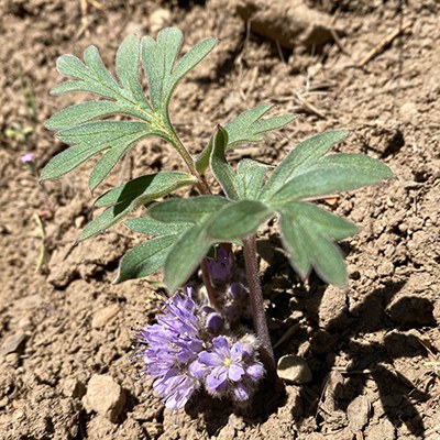 Ballhead waterleaf. Photo: Joan Amero.