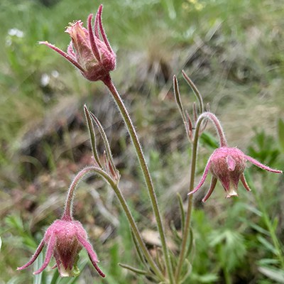 Prairie smoke. Photo: Joan Amero.