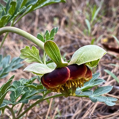 Brown's peony. Photo: Joan Amero.