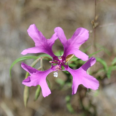 Ragged robin. Photo: Land Trust.