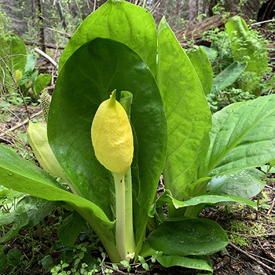 Skunk cabbage. Photo: Land Trust.