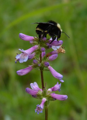 Peck's penstemon at the Metolius River Preserve. Photo: Carol Moorehead.