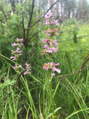 A pink morph of a Peck's penstemon. Photo: Maret Pajutee.