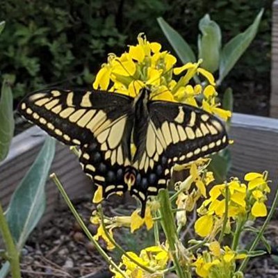 Anise swallowtail. Photo: Basey Klopp/Bend Pollinator Pathway.