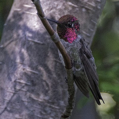 Anna's hummingbird. Photo: Kris Kristovich.