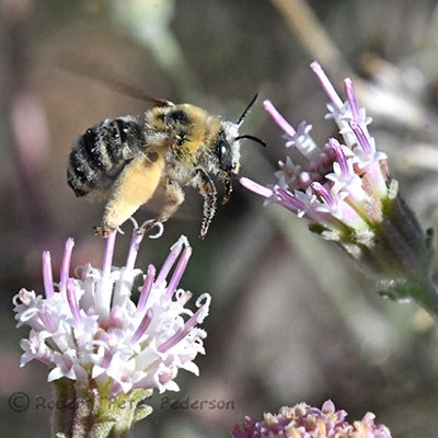 Long-horned bee. Photo: R.L. "Pete" Pederson.