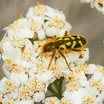 Ornate checkered beetle. Photo: Sue Anderson.