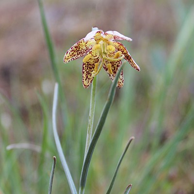 Spotted fritillary. Photo: Land Trust.