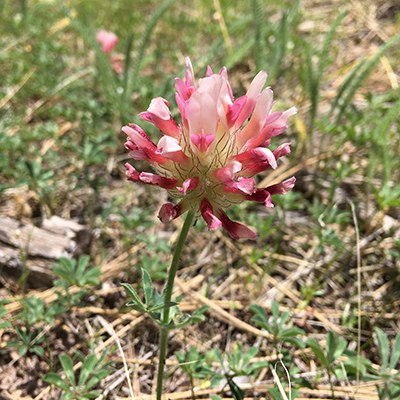 Giant-head clover. Photo: Land Trust.