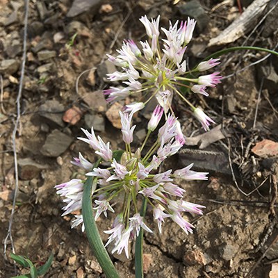 Tolmie's onion. Photo: Land Trust.