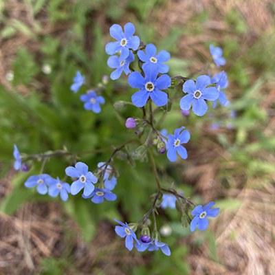 Blue stickseed. Photo: Land Trust.