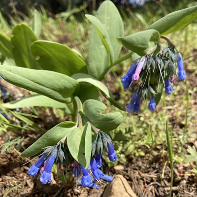 Leafy bluebells. Photo: Land Trust.