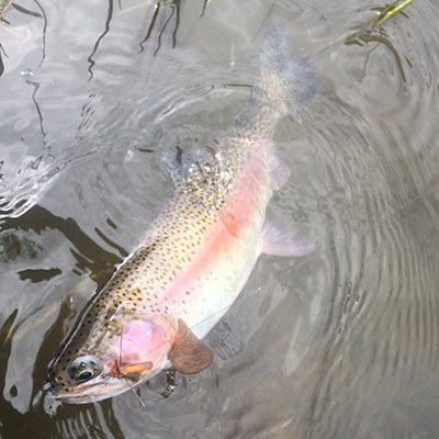 Redband trout. Photo: Jason Grant.