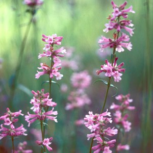 Penstemon peckii or Peck’s penstemon (pink morph), a rare plant found only in Sisters, OR. Photo: Maret Pajutee.