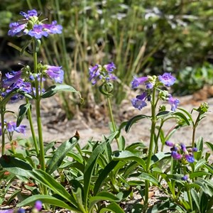 Penstemon cinicola or ash penstemon near a subalpine lake. Photo: Maret Pajutee.