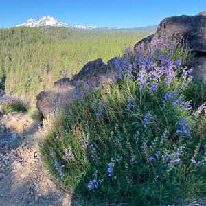 Penstemon fruticosus or shrubby penstemon in bloom above Whychus Creek. Photo: Maret Pajutee.