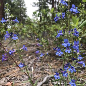 Penstemon humilis or lowly penstemon in a ponderosa pine forest. Photo: Maret Pajutee.