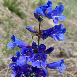 Penstemon specious or the royal or showy penstemon on a sandy roadside. Photo: Maret Pajutee.