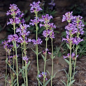 Penstemon euglaucus or glaucous penstemon in a mixed conifer forest Photo: Gerald D. Carr, courtesy of Oregon Flora project.