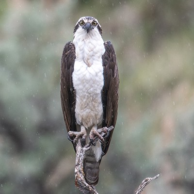 Osprey. Photo: Angela Bohlke.