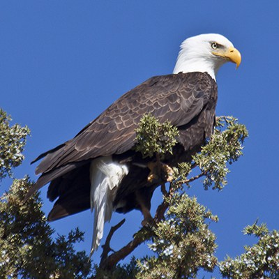 Bald eagle. Photo: Dick Tipton.