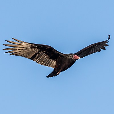 Turkey vulture. Photo: John Williams.