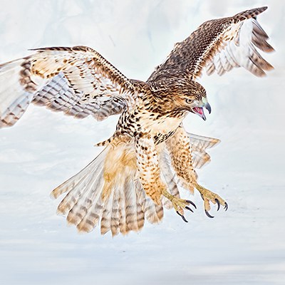 Red-tailed hawk. Photo: John Williams.